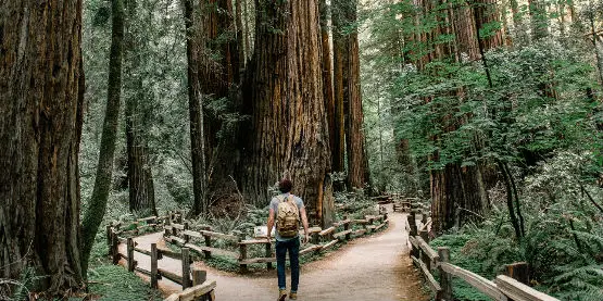 Hiker, Redwood Trees, Muir Woods