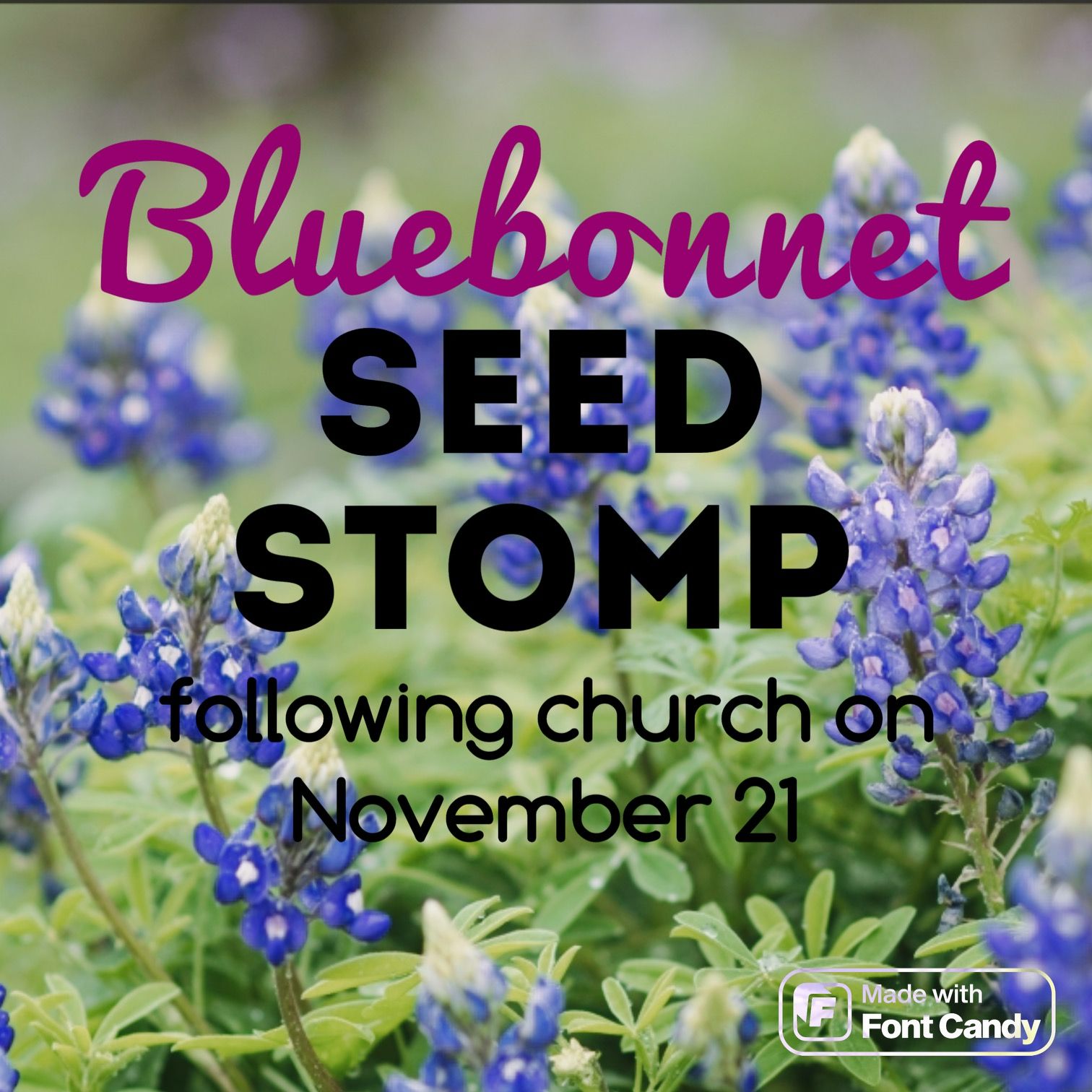 Stomping Bluebonnet Seeds 