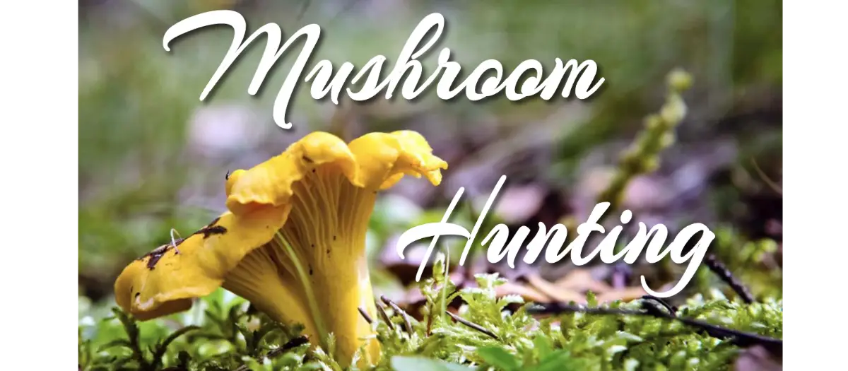 Mushroom Hunting!