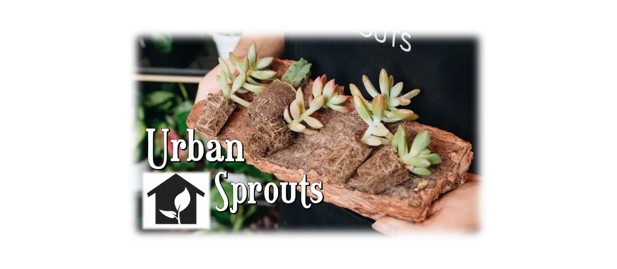 Urban Sprouts - Bringing Life Into the Room