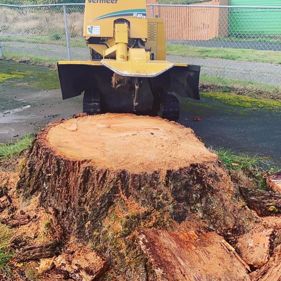 Seattle Stump Removal, professional stump removal